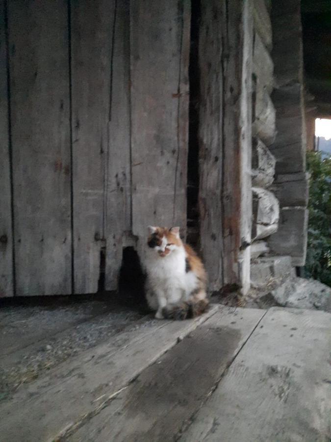 Appartement Muehlebnerhof Ramsau am Dachstein Exteriör bild